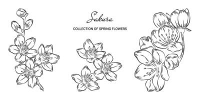 impostato di primavera sakura fiori nel scarabocchio stile. di moda botanico elementi su un' bianca sfondo e senza. schizzo di un' fioritura ciliegia. nozze elegante giapponese ciliegia per invito Salva Data carta vettore