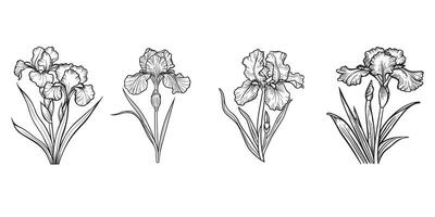 un' collezione di iris illustrazioni vettore