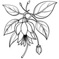 fucsia fiore pianta schema illustrazione colorazione libro pagina disegno, fucsia fiore pianta nero e bianca linea arte disegno colorazione libro pagine per bambini e adulti vettore