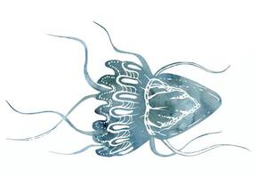 acquerello e inchiostro mano disegnato marino vita, mare oceano subacqueo creature. pesce, conchiglie alghe alga marina. singolo oggetto illustrazione, stilizzato, isolato su bianca. zoo negozio, acquario, cosmetici, ricorrere vettore