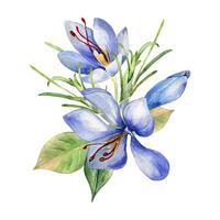 acquerello illustrazione di zafferano isolato su bianca. preparativi di croco sativus botanico arte mano disegnato. dipinto primavera blu fiori zafferano. design per Pasqua carta, pacchetto, cartolina. vettore