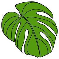 decorativo illustrato Monstera deliciosa pianta illustrazione. luminosa verde grafico illustrazione di un' Monstera foglia pianta. vettore
