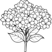 ortensia fiore mazzo schema illustrazione colorazione libro pagina disegno, ortensia fiore mazzo nero e bianca linea arte disegno colorazione libro pagine per bambini e adulti vettore