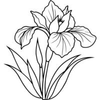 iris fiore pianta schema illustrazione colorazione libro pagina disegno, iris fiore pianta nero e bianca linea arte disegno colorazione libro pagine per bambini e adulti vettore