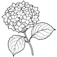 ortensia fiore pianta schema illustrazione colorazione libro pagina disegno, ortensia fiore pianta nero e bianca linea arte disegno colorazione libro pagine per bambini e adulti vettore