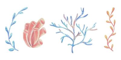 coralli, spugne, alghe rami acquerello illustrazione mano disegnato con pastello colori turchese, blu, menta, corallo, pesca. impostato di elementi isolato a partire dal sfondo vettore