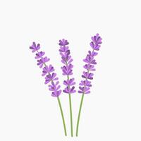 primavera lavanda viola fiore natura pianta nel fioritura grafico illustrazione vettore