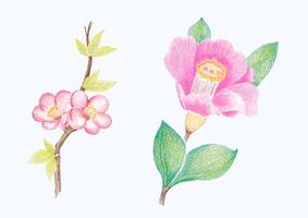 disegnato a mano fioritura fiore - primavera fiore illustrazione vettore