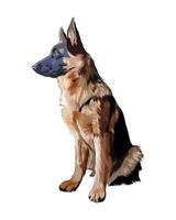 pastore tedesco dog sitter, disegno a colori, realistico. illustrazione vettoriale di vernici