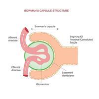 dell'arciere capsula. reni filtraggio Camera. vettore