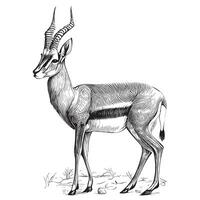 antilope schizzo mano disegnato nel scarabocchio stile illustrazione vettore