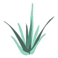 astratto aloe Vera pianta nel piatto design. tropicale verde succulento cespuglio. illustrazione isolato. vettore