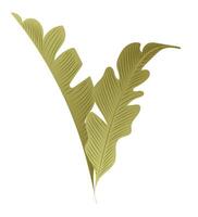 verde Banana le foglie nel piatto design. estate tropicale palma fogliame ramoscelli. illustrazione isolato. vettore