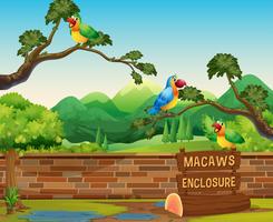 Happy Macaws in uno zoo vettore