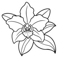 orchidea fiore schema illustrazione colorazione libro pagina disegno, orchidea fiore mazzo nero e bianca linea arte disegno colorazione libro pagine per bambini e adulti vettore
