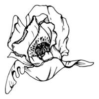 impostato di elementi con mano disegnato peonia papavero fiori. isolato su bianca sfondo. botanico grafico illustrazione. design per inviti, nozze, amore o saluto carte, carta, Stampa, tessile vettore