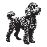 un' nobile barboncino cane illustrazione nel nero e bianca vettore