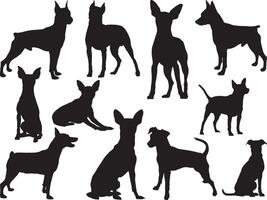 miniatura pinscher cani silhouette su bianca sfondo vettore