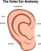 esterno orecchio anatomia illustrazione vettore