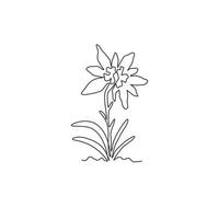 singolo disegno a tratteggio bellezza e pianta esotica di Leontopodium di montagna. concetto di fiore di stella alpina decorativo per la stampa di poster di arte della parete della decorazione della casa. illustrazione vettoriale di disegno di disegno di linea continua moderna