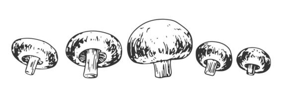 impostato di champignons di diverso taglie. mano disegnato funghi isolato su bianca sfondo. nero e bianca collezione di verdure. cibo disegnato con tratteggio vettore