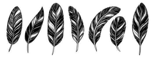 impostato di uccello piume. nero inchiostro isolato illustrazione nel schizzo linea stile. vettore