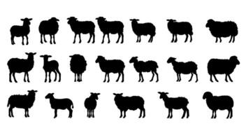 impostato pecora silhouette illustrazione. animale azienda agricola icona e agricoltura capra. simbolo mammifero collezione e tagliare su cartello. disegno pecora logotipo agricoltura. vettore
