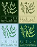 impostato di disegno blu gomma nel vario colori. mano disegnato illustrazione. il latino nome è eucalipto globulo labill vettore