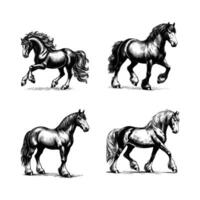 impostato di cavallo illustrazione. mano disegnato cavallo nero e bianca illustrazione. isolato bianca sfondo vettore