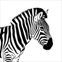zebra nero e bianca illustrazione vettore