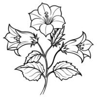 Canterbury campane fiore schema illustrazione colorazione libro pagina disegno, Canterbury campane fiore nero e bianca linea arte disegno colorazione libro pagine per bambini e adulti vettore