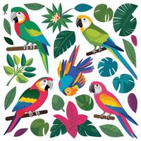 impostato di carino pappagallo cartone animato collezione, isolato su bianca sfondo vettore