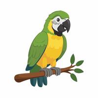 impostato di carino pappagallo cartone animato collezione, isolato su bianca sfondo vettore