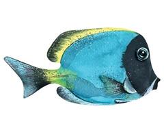 acquerello illustrazione di un' tropicale marino pesce isolato. luminosa, corallo, acquario, blu. per disegno, decorazione, manifesto. cartoline stampe illustrazioni. vettore