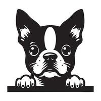cane sbirciando - boston terrier cane sbirciando viso illustrazione nel nero e bianca vettore
