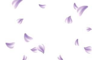 sakura volante petali su bianca sfondo vettore