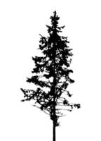 sagoma di albero isolato su sfondo bianco. illustrazione vettoriale. vettore