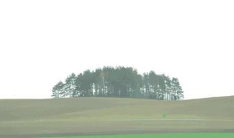 sagoma di albero isolato su sfondo bianco. illustrazione vettoriale. vettore