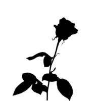 sagoma in bianco e nero di rosa. isolato su sfondo bianco. illustrazione vettoriale