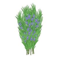 mazzo di lavanda fiori e rosmarino rametti vettore