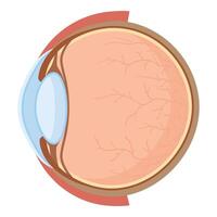 dettagliato illustrazione di un' umano occhio sezione trasversale mostrando anatomico strutture vettore