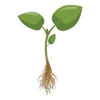illustrazione di un' salutare giovane pianta con verde le foglie e radici vettore