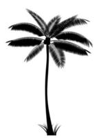 illustrazione vettoriale di foglia di palma