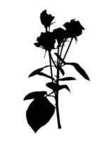 bellissime rose silaniche bianche e nere. isolato su sfondo bianco. illustrazione vettoriale