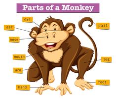 Diagramma che mostra parti di scimmia vettore