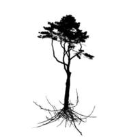 sagoma di albero con sistema di root isolato su priorità bassa bianca. illustrazione vettoriale. vettore