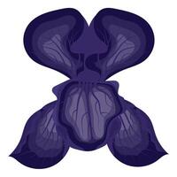 iris fiore viola. illustrazione su bianca sfondo. vettore