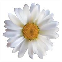 fiore di camomilla margherita isolato su sfondo bianco. illustrazione vettoriale realistica
