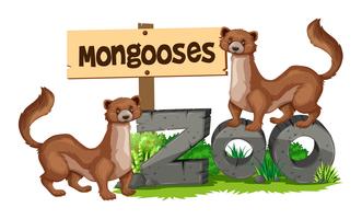 Mongooses che stanno sul segno dello zoo vettore