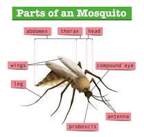 Diverse parti di zanzara vettore